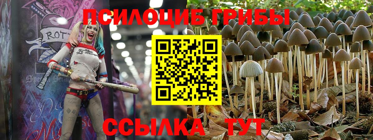 Галлюциногенные грибы Cubensis Строитель